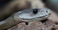 Информация за репелент за змии 39