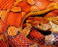 Типове репелент за змии 9