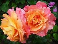 Разновидности сладко от рози 9