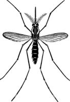 Insektenschutztür - 25804 Spezies